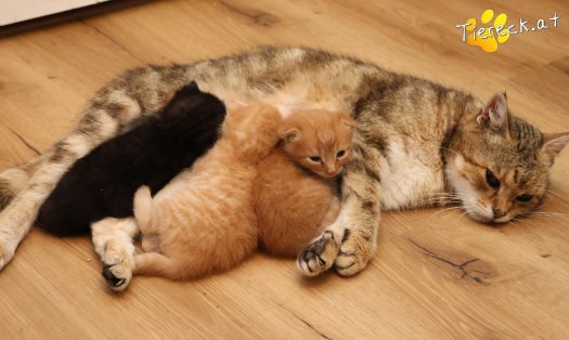 Katze Eddy (Foto by Tiereck.at - Lavanttaler Tierhilfe)