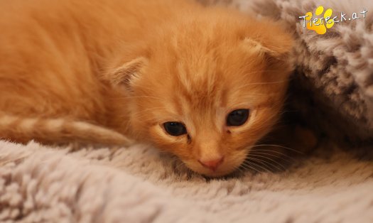 Katze Eddy (Foto by Tiereck.at - Lavanttaler Tierhilfe)