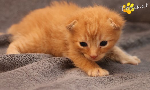 Katze Eddy (Foto by Tiereck.at - Lavanttaler Tierhilfe)
