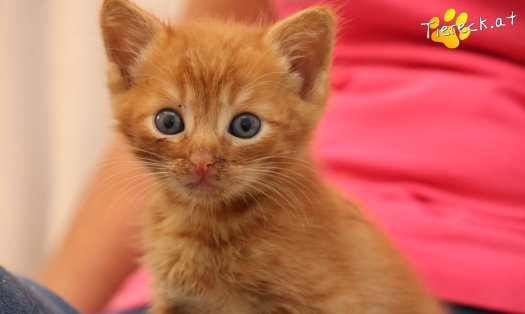 Katze Eddy (Foto by Tiereck.at - Lavanttaler Tierhilfe)
