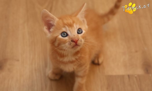 Katze Eddy (Foto by Tiereck.at - Lavanttaler Tierhilfe)