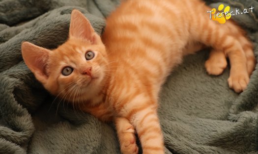 Katze Eddy (Foto by Tiereck.at - Lavanttaler Tierhilfe)