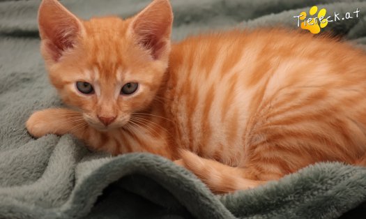 Katze Eddy (Foto by Tiereck.at - Lavanttaler Tierhilfe)