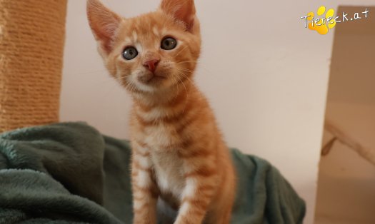 Katze Eddy (Foto by Tiereck.at - Lavanttaler Tierhilfe)