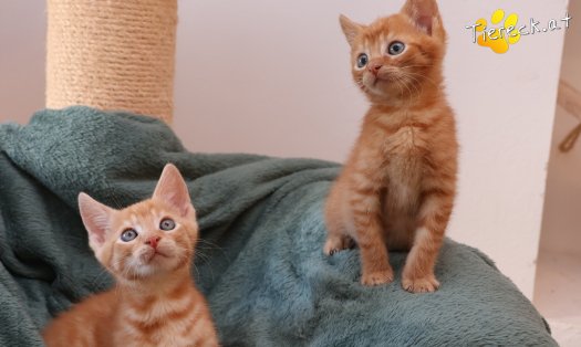 Katze Eddy (Foto by Tiereck.at - Lavanttaler Tierhilfe)