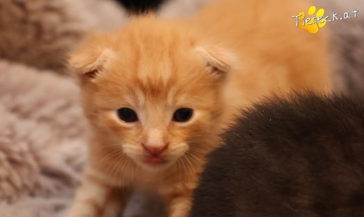 Katze Ferdi (Foto by Tiereck.at - Lavanttaler Tierhilfe)