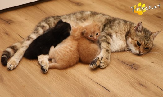 Katze Ferdi (Foto by Tiereck.at - Lavanttaler Tierhilfe)