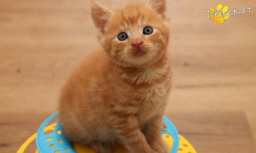 Katze Ferdi (Foto by Tiereck.at - Lavanttaler Tierhilfe)