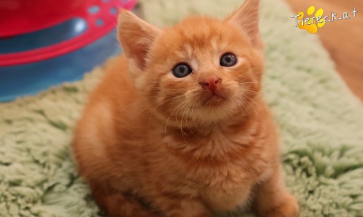 Katze Ferdi (Foto by Tiereck.at - Lavanttaler Tierhilfe)
