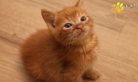 Katze Ferdi (Foto by Tiereck.at - Lavanttaler Tierhilfe)