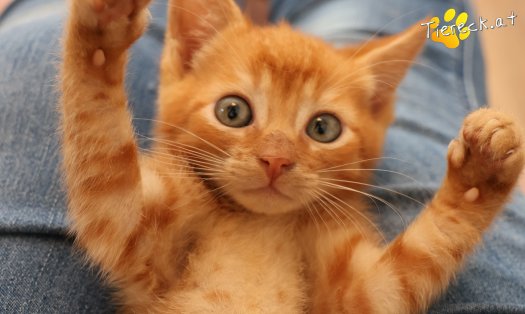 Katze Ferdi (Foto by Tiereck.at - Lavanttaler Tierhilfe)