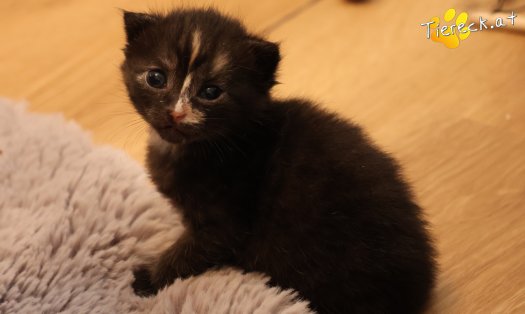 Katze Goldie (Foto by Tiereck.at - Lavanttaler Tierhilfe)