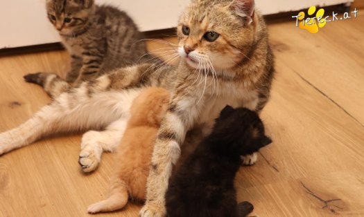 Katze Goldie (Foto by Tiereck.at - Lavanttaler Tierhilfe)