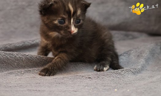 Katze Goldie (Foto by Tiereck.at - Lavanttaler Tierhilfe)