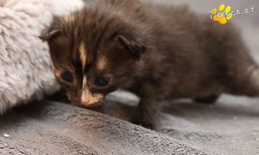 Katze Goldie (Foto by Tiereck.at - Lavanttaler Tierhilfe)