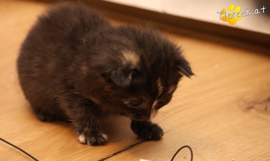 Katze Goldie (Foto by Tiereck.at - Lavanttaler Tierhilfe)