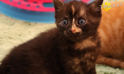 Katze Goldie (Foto by Tiereck.at - Lavanttaler Tierhilfe)