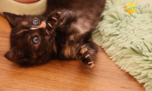 Katze Goldie (Foto by Tiereck.at - Lavanttaler Tierhilfe)