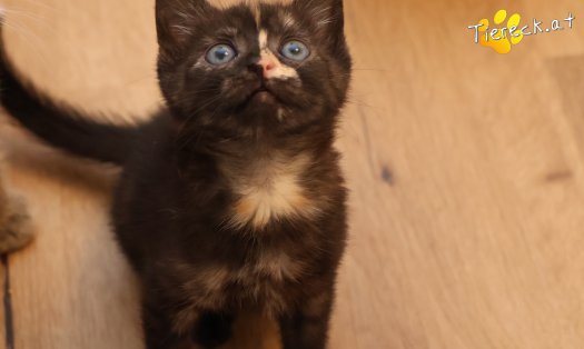 Katze Goldie (Foto by Tiereck.at - Lavanttaler Tierhilfe)