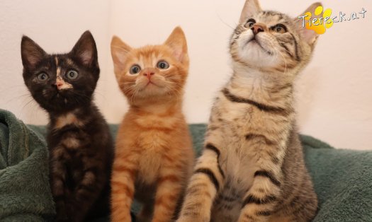 Katze Goldie (Foto by Tiereck.at - Lavanttaler Tierhilfe)