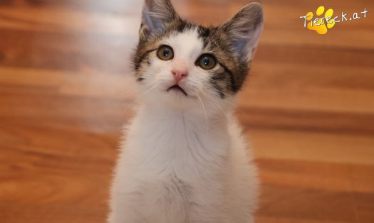 Katze Findus (Foto by Tiereck.at - Lavanttaler Tierhilfe)