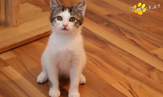 Katze Findus (Foto by Tiereck.at - Lavanttaler Tierhilfe)