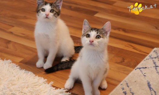 Katze Findus (Foto by Tiereck.at - Lavanttaler Tierhilfe)