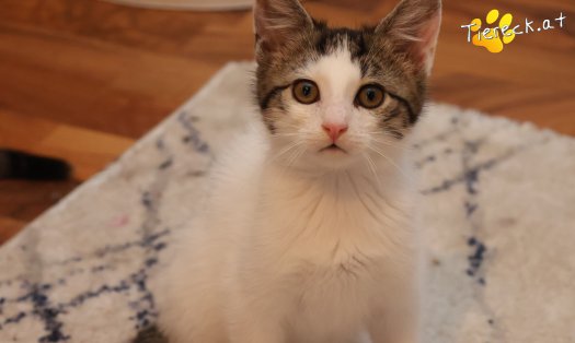 Katze Findus (Foto by Tiereck.at - Lavanttaler Tierhilfe)