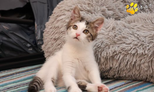Katze Findus (Foto by Tiereck.at - Lavanttaler Tierhilfe)
