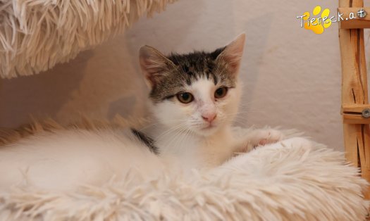 Katze Filou (Foto by Tiereck.at - Lavanttaler Tierhilfe)