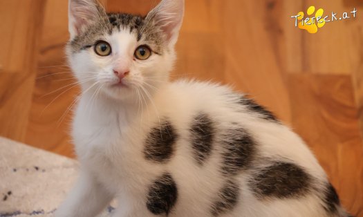 Katze Filou (Foto by Tiereck.at - Lavanttaler Tierhilfe)