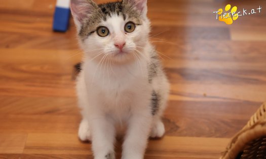 Katze Filou (Foto by Tiereck.at - Lavanttaler Tierhilfe)