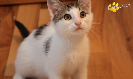 Katze Filou (Foto by Tiereck.at - Lavanttaler Tierhilfe)