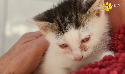 Katze Michel (Foto by Tiereck.at - Lavanttaler Tierhilfe)