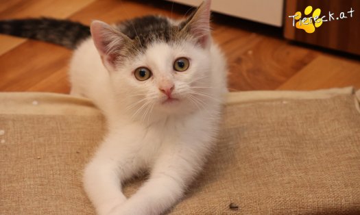 Katze Michel (Foto by Tiereck.at - Lavanttaler Tierhilfe)
