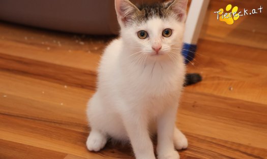 Katze Michel (Foto by Tiereck.at - Lavanttaler Tierhilfe)