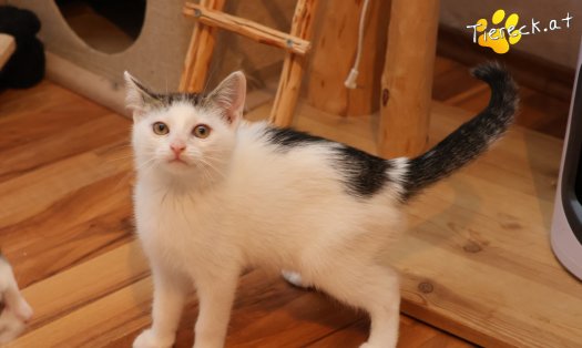 Katze Michel (Foto by Tiereck.at - Lavanttaler Tierhilfe)