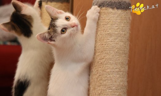 Katze Michel (Foto by Tiereck.at - Lavanttaler Tierhilfe)