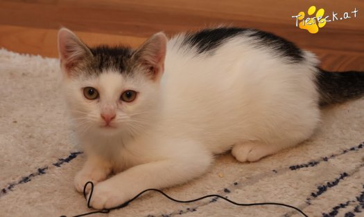 Katze Michel (Foto by Tiereck.at - Lavanttaler Tierhilfe)