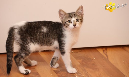 Katze Maple (Foto by Tiereck.at - Lavanttaler Tierhilfe)