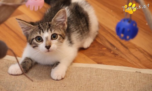 Katze Maple (Foto by Tiereck.at - Lavanttaler Tierhilfe)
