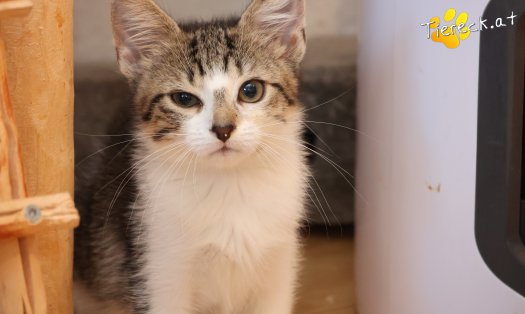 Katze Maple (Foto by Tiereck.at - Lavanttaler Tierhilfe)