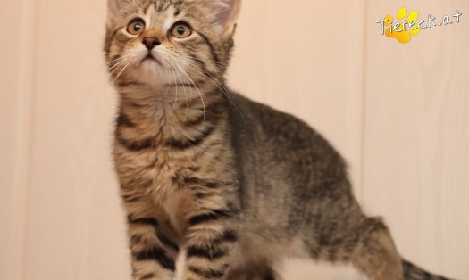 Katze Ida (Foto by Tiereck.at - Lavanttaler Tierhilfe)