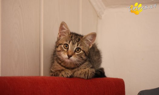 Katze Ida (Foto by Tiereck.at - Lavanttaler Tierhilfe)