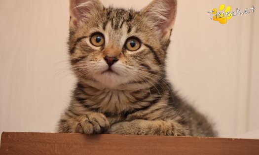 Katze Ida (Foto by Tiereck.at - Lavanttaler Tierhilfe)