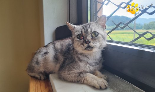 Katze Olaf (Foto by Tiereck.at - Lavanttaler Tierhilfe)