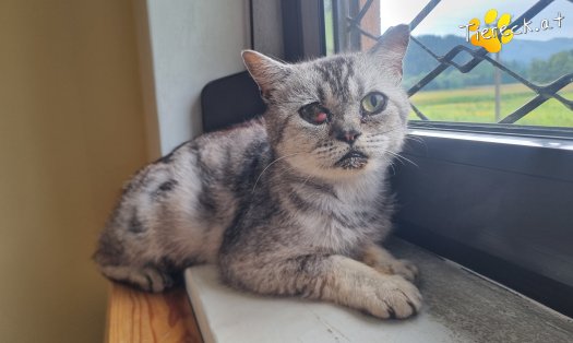 Katze Olaf (Foto by Tiereck.at - Lavanttaler Tierhilfe)