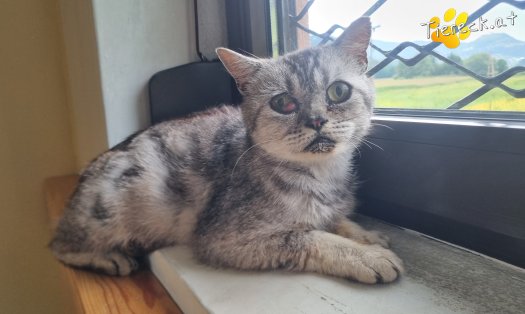 Katze Olaf (Foto by Tiereck.at - Lavanttaler Tierhilfe)