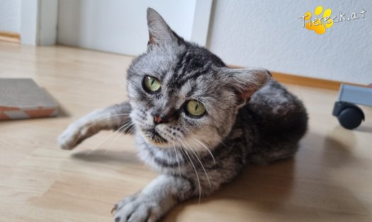 Katze Olaf (Foto by Tiereck.at - Lavanttaler Tierhilfe)