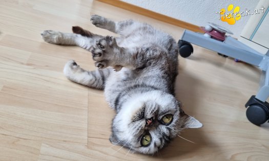 Katze Olaf (Foto by Tiereck.at - Lavanttaler Tierhilfe)
